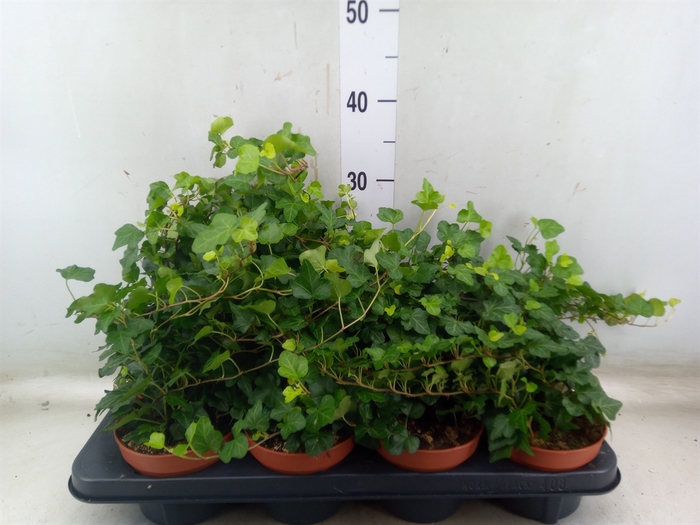 <h4>Hedera helix 'Wonder'</h4>