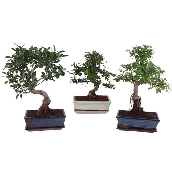 <h4>Bonsai Mixed in ø25cm Ceramic with Saucer</h4>