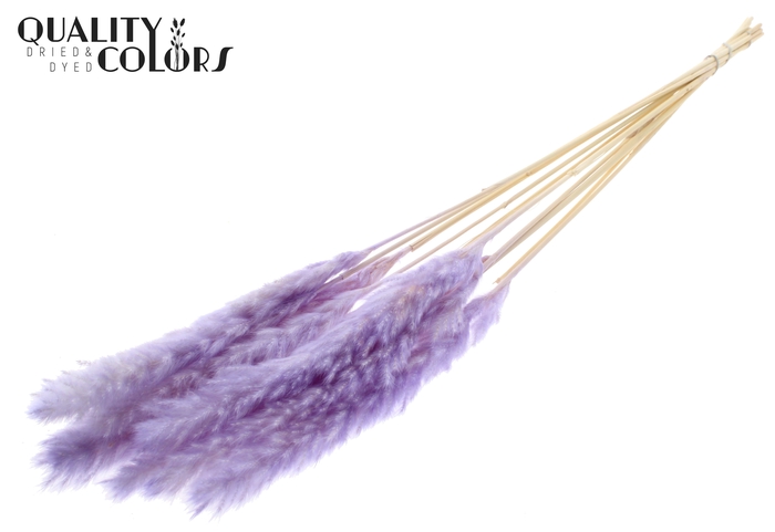 Fluffy Pampas 10pc/bunch Bleached Milka