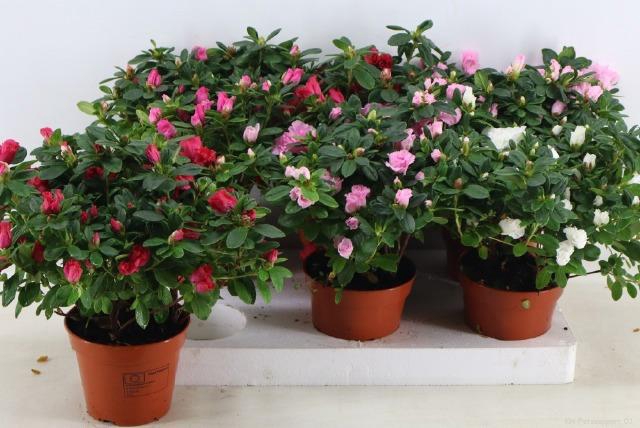 <h4>Rhodo Si Vogel Gem</h4>