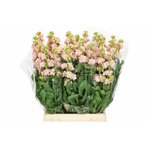 Matthiola Iron Apricot