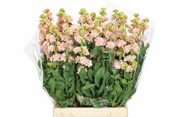 <h4>Matthiola Iron Apricot</h4>