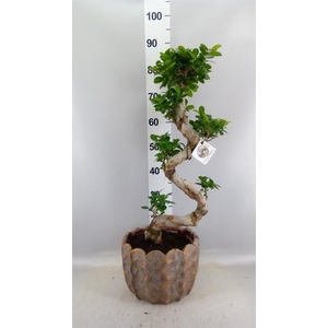 Ficus microcarpa 'Ginseng'