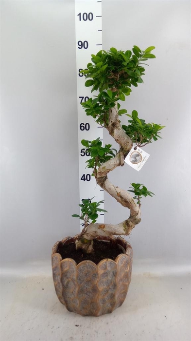 <h4>Ficus microcarpa 'Ginseng'</h4>