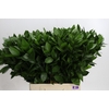 Ruscus Hypophyllum