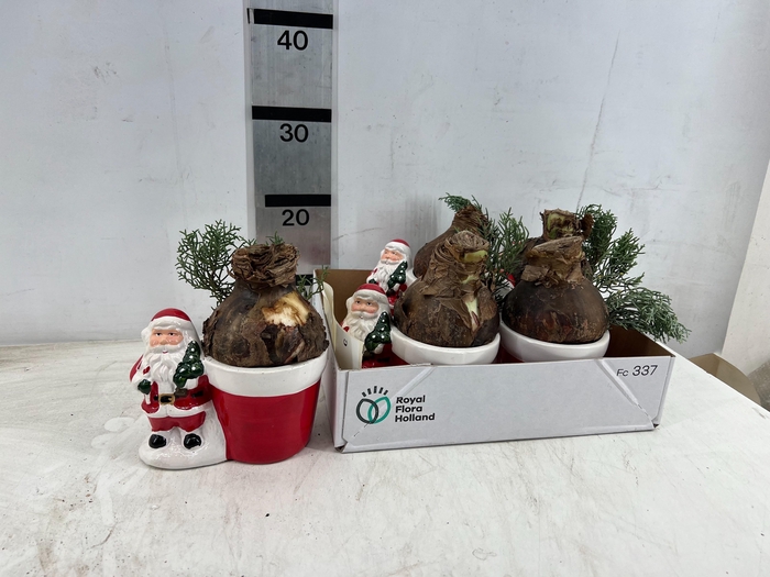 <h4>ARR PL IN SCHAAL</h4>