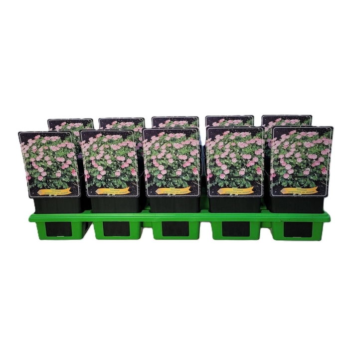 <h4>Geranium sanguineum striatum</h4>