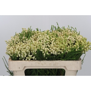 Kaaps Groen Lanug. White