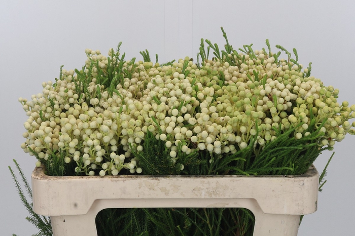<h4>Kaaps Groen Lanug. White</h4>