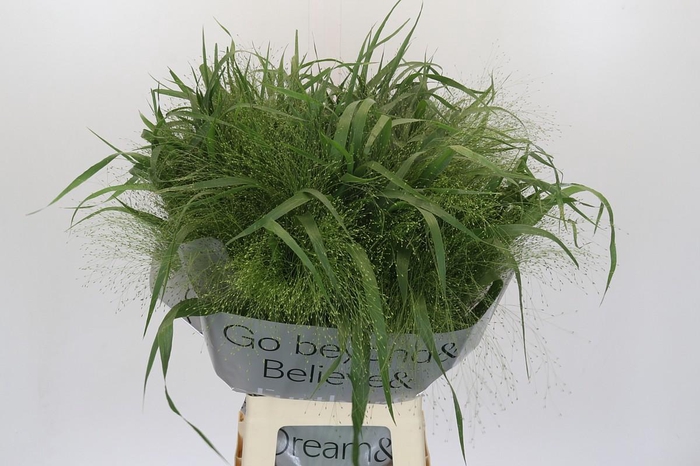 <h4>Panicum Fountain</h4>