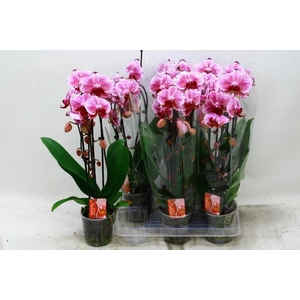 PHAL EL CASCADE