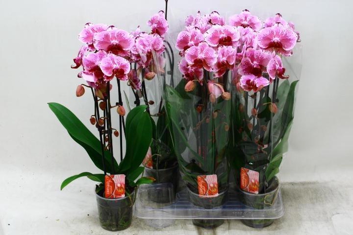 PHAL EL CASCADE