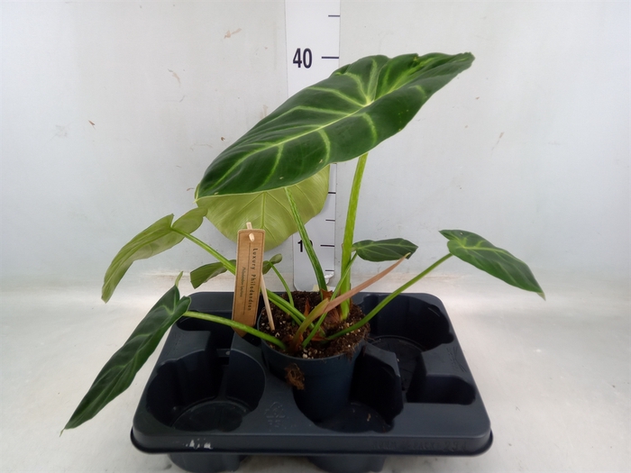 <h4>Philodendron   ...</h4>