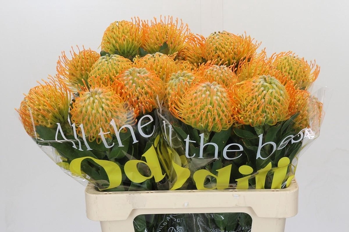 <h4>Nutans Soleil</h4>