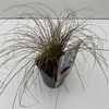 Carex 'Bronze Form'