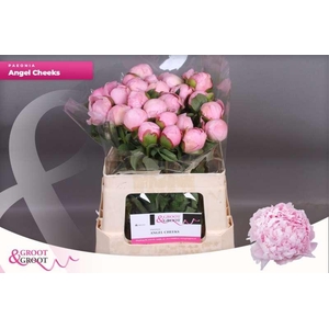 Paeonia Angel Cheeks