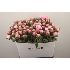 Paeo L Sarah Bernhard Pink Ex