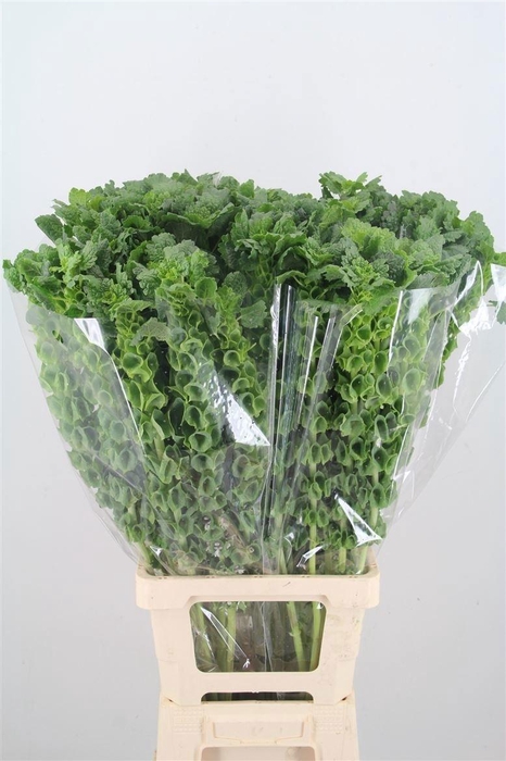 <h4>Moluccella Stuk</h4>