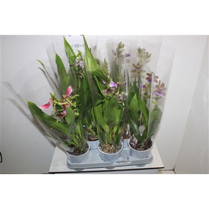 Orchidee Zygop Louisendorf 1 Branche