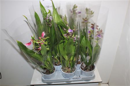 <h4>Orchidee Zygop Louisendorf 1 Branche</h4>