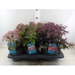 Sedum telep.