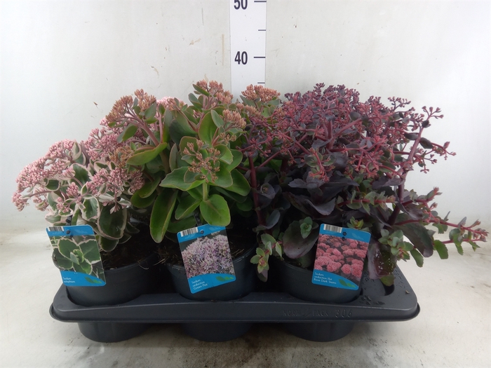 <h4>Sedum telep.</h4>