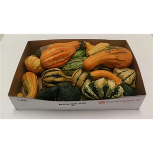 CUCURBITA MAYA MIX