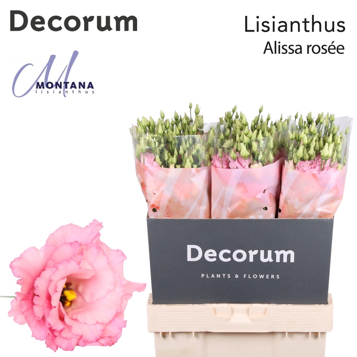 <h4>Lisianthus Alissa rose pink 70cm</h4>