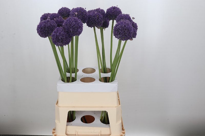 <h4>Allium Ambassador</h4>