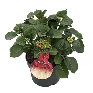 Hydrangea Fire Red p23 7+