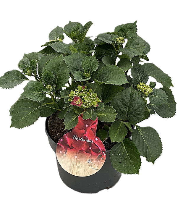 <h4>Hydrangea Fire Red p23 7+</h4>