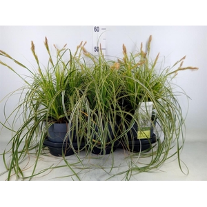 Siergras   ...              [Grass]