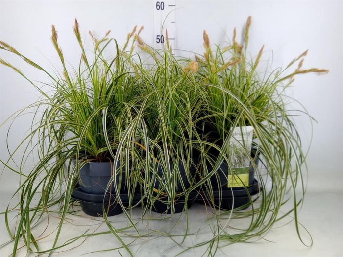 <h4>Siergras   ...              [Grass]</h4>