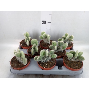 Opuntia microdasys 'Albispina'