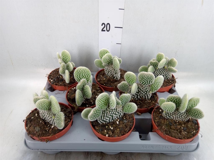 <h4>Opuntia microdasys 'Albispina'</h4>
