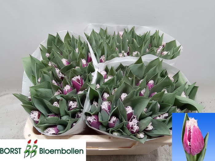 <h4>TU FR SAN STEFANO</h4>