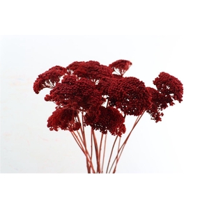 Dried Achillea Red 10pcs Bunch