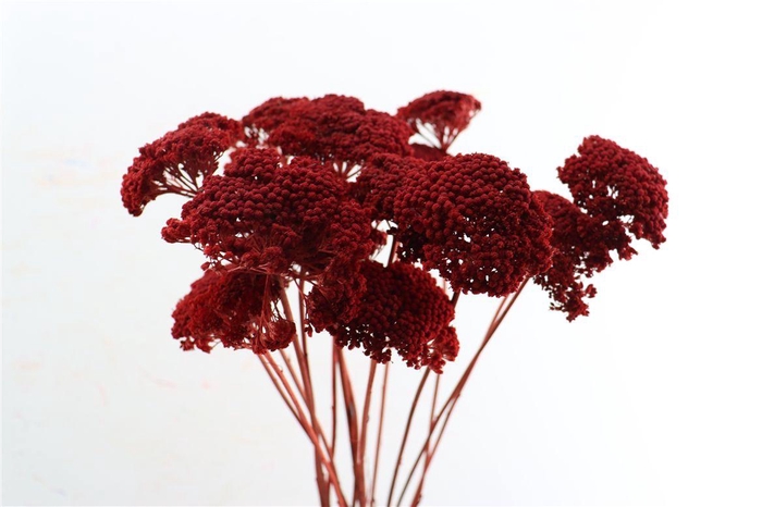 <h4>Dried Achillea Red 10pcs Bunch</h4>