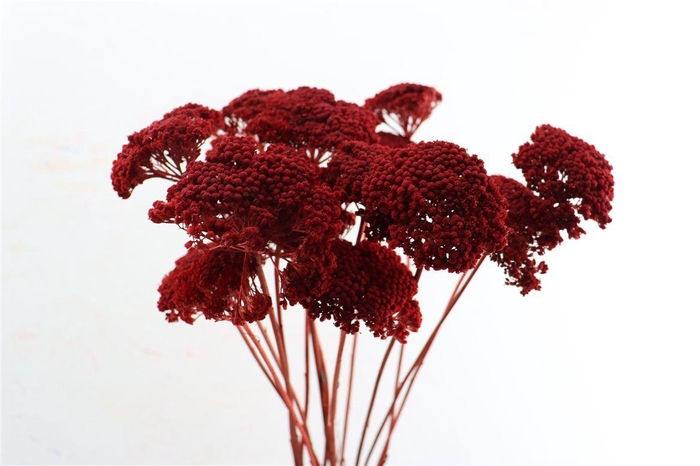 Dried Achillea Red 10pcs Bunch