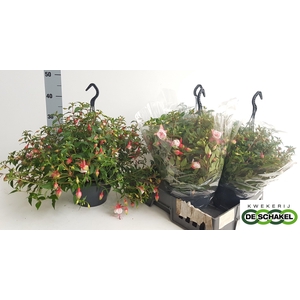 FUCHSIA PATIO PRINCE