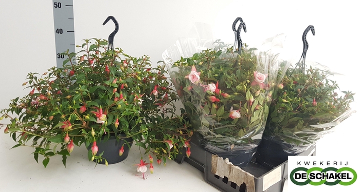 <h4>FUCHSIA PATIO PRINCE</h4>