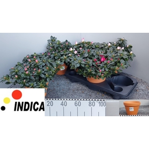 RHODO SI V GEM 5 SRT