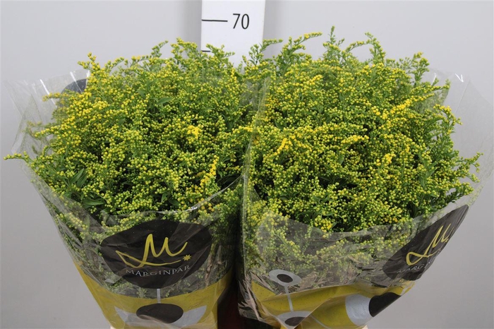 <h4>Soli Carzan Glory</h4>