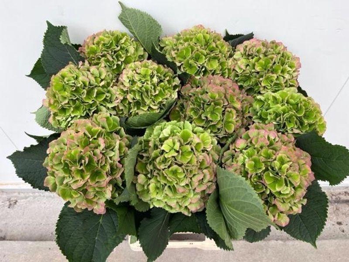 <h4>HYDR M VERENA CL</h4>