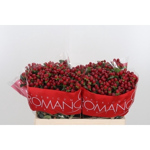 Hyp A Red Ligh Romance