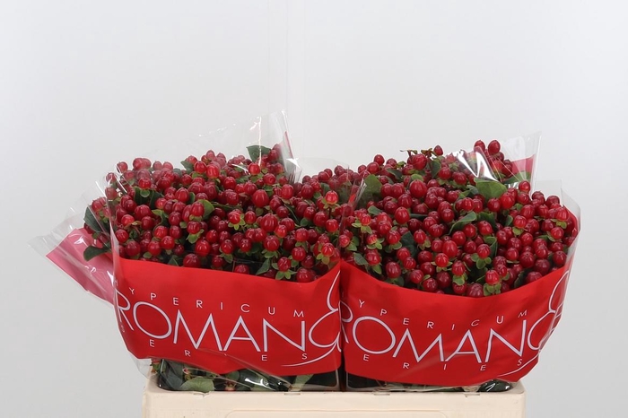 <h4>Hyp A Red Ligh Romance</h4>