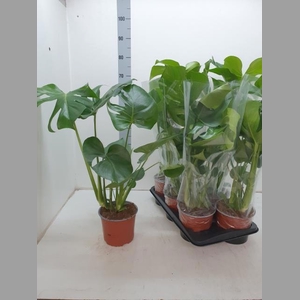 MONSTERA DELICIOSA