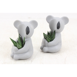 arr3 Demi - Ker. koala kl. x6
