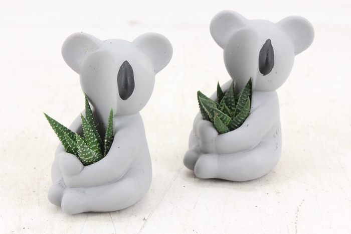 <h4>arr3 Demi - Ker. koala kl. x6</h4>