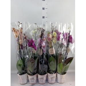 Phalaenopsis   ...mix